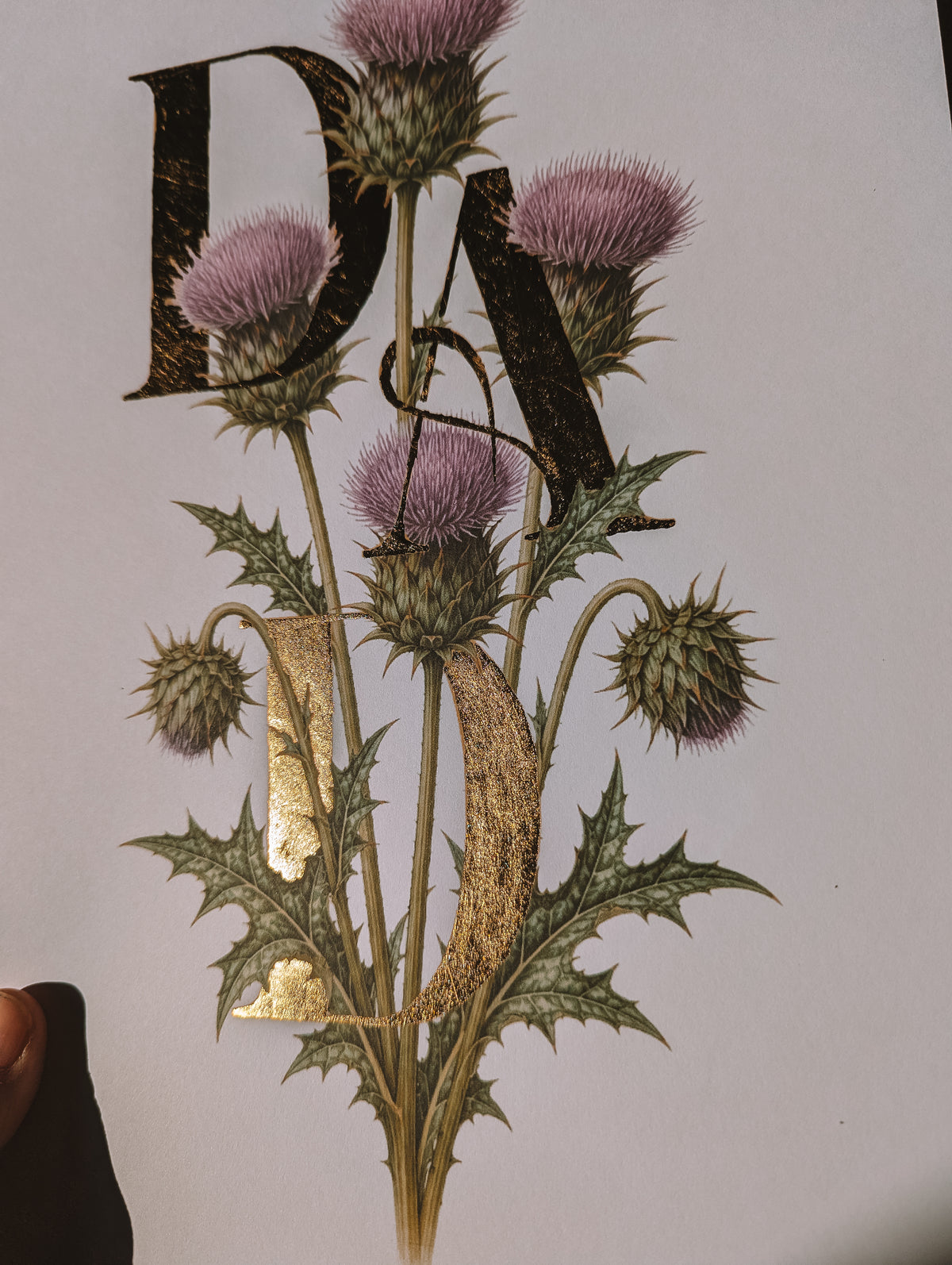 A botanical illustration of purple thistle flowers with green spiky leaves and stems, overlaid with a large decorative letters in gold foil.